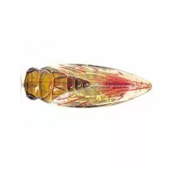River2Sea Cicada Pop Surface Lure 11 River2Sea Cicada Pop Surface Lure -Deals Fishing ReelsStore Cicada Pop CP55 04 1200x1200 1